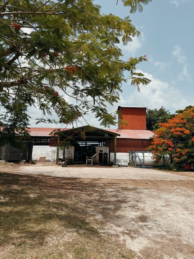 Façade extérieure de la distillerie Père Labat encadrée par un flamboyant en fleurs à Marie-Galante
